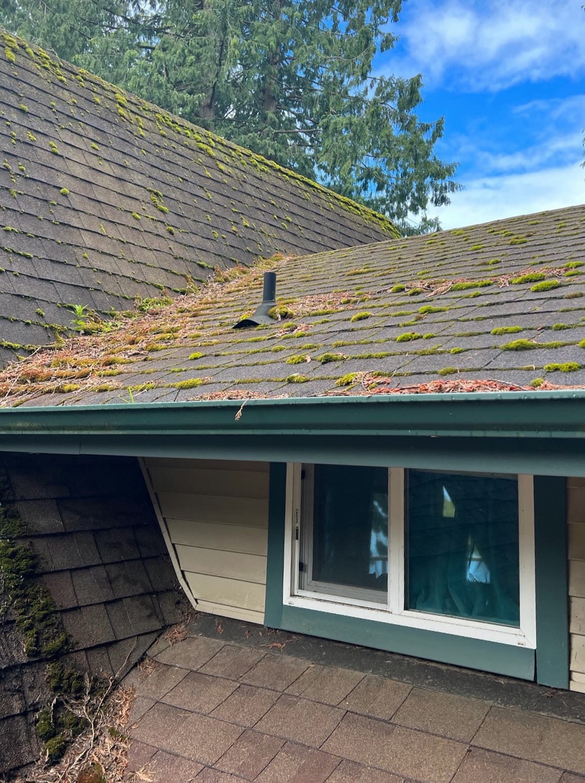 Moss growing along a roof edge above a window with teal trim.