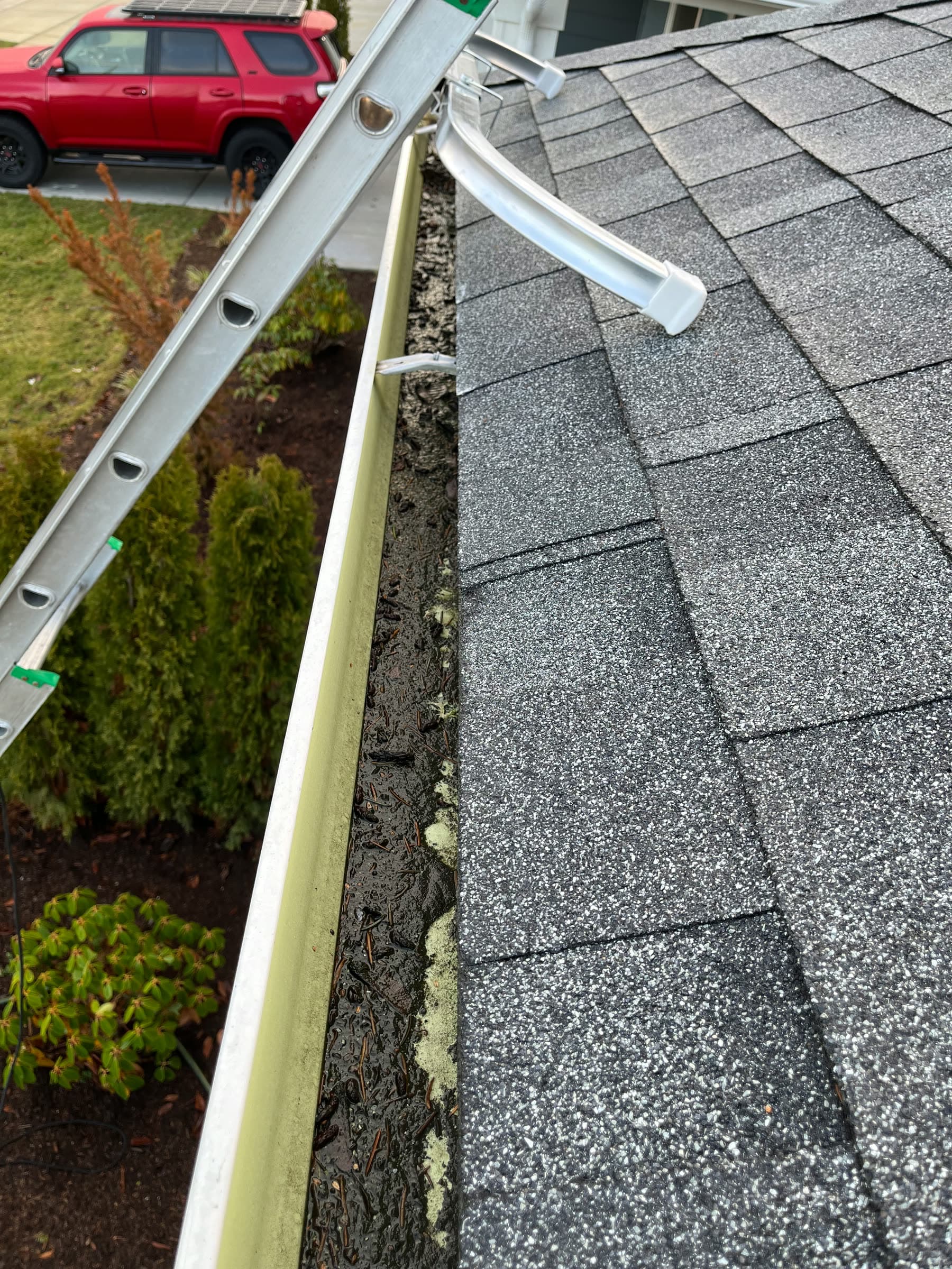 A gutter packed with moss and debris, a ladder leaning against it.