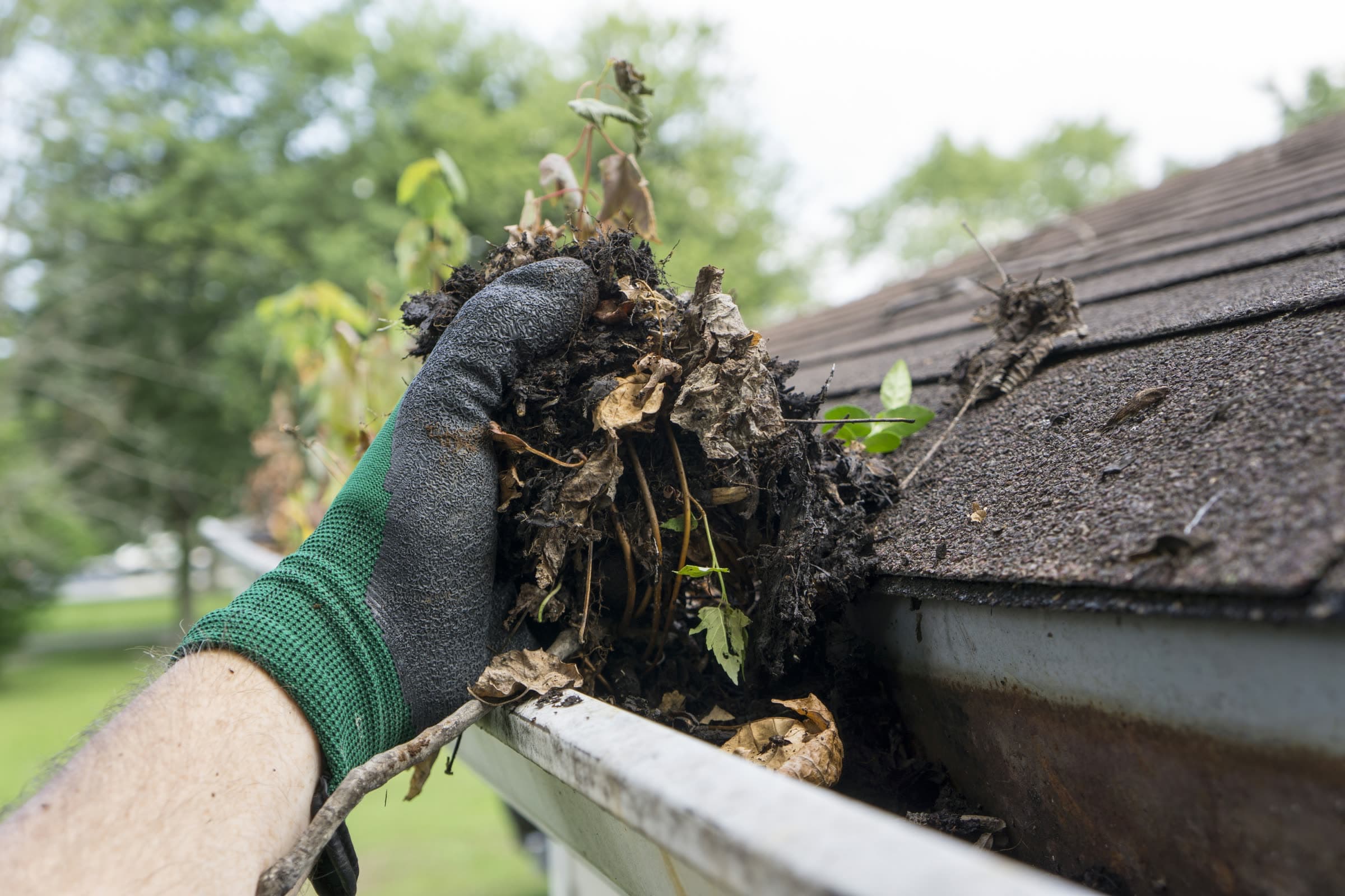 A gloved hand lifting a clump of wet leaves and moss out of a roof gutter.
