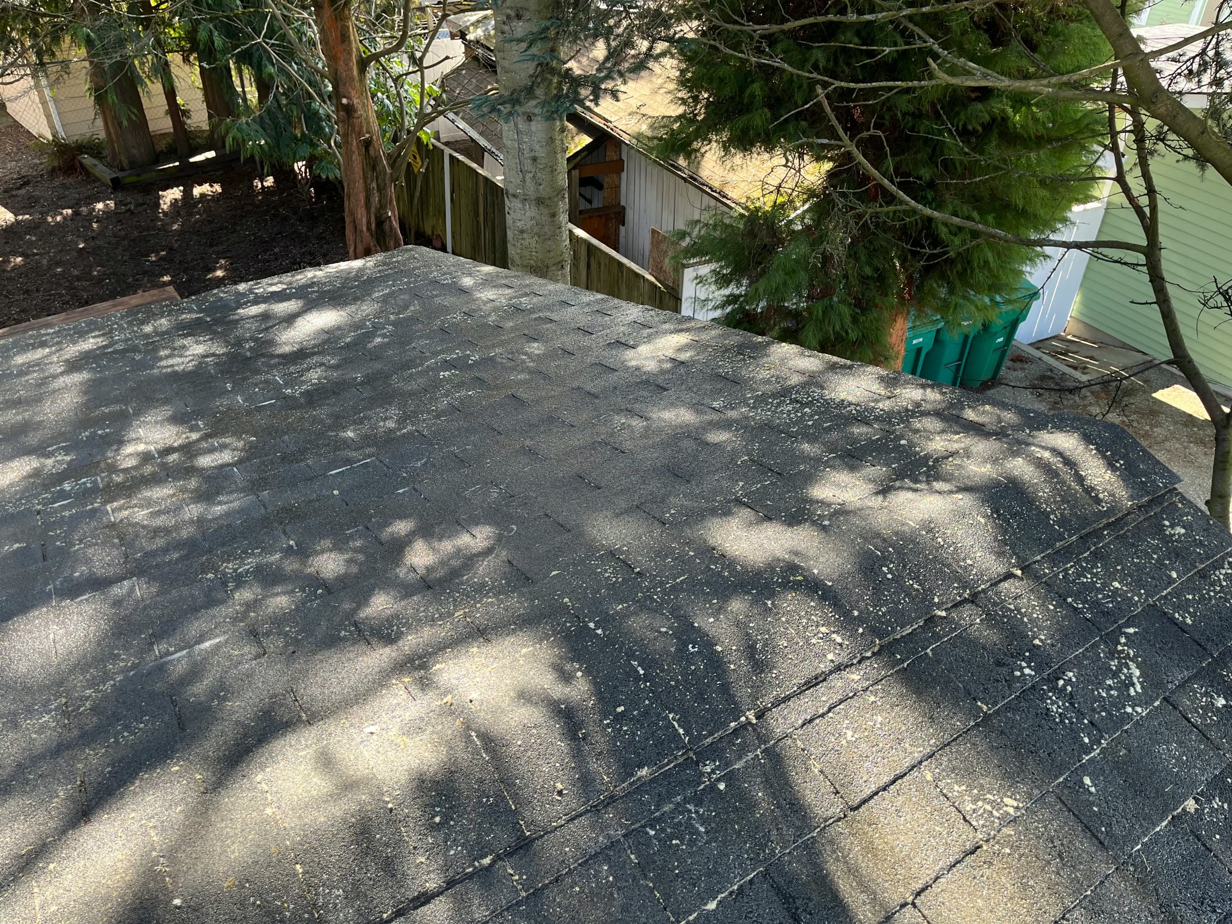 The same roof after treatment, the shingles clean and dark in dappled shade.