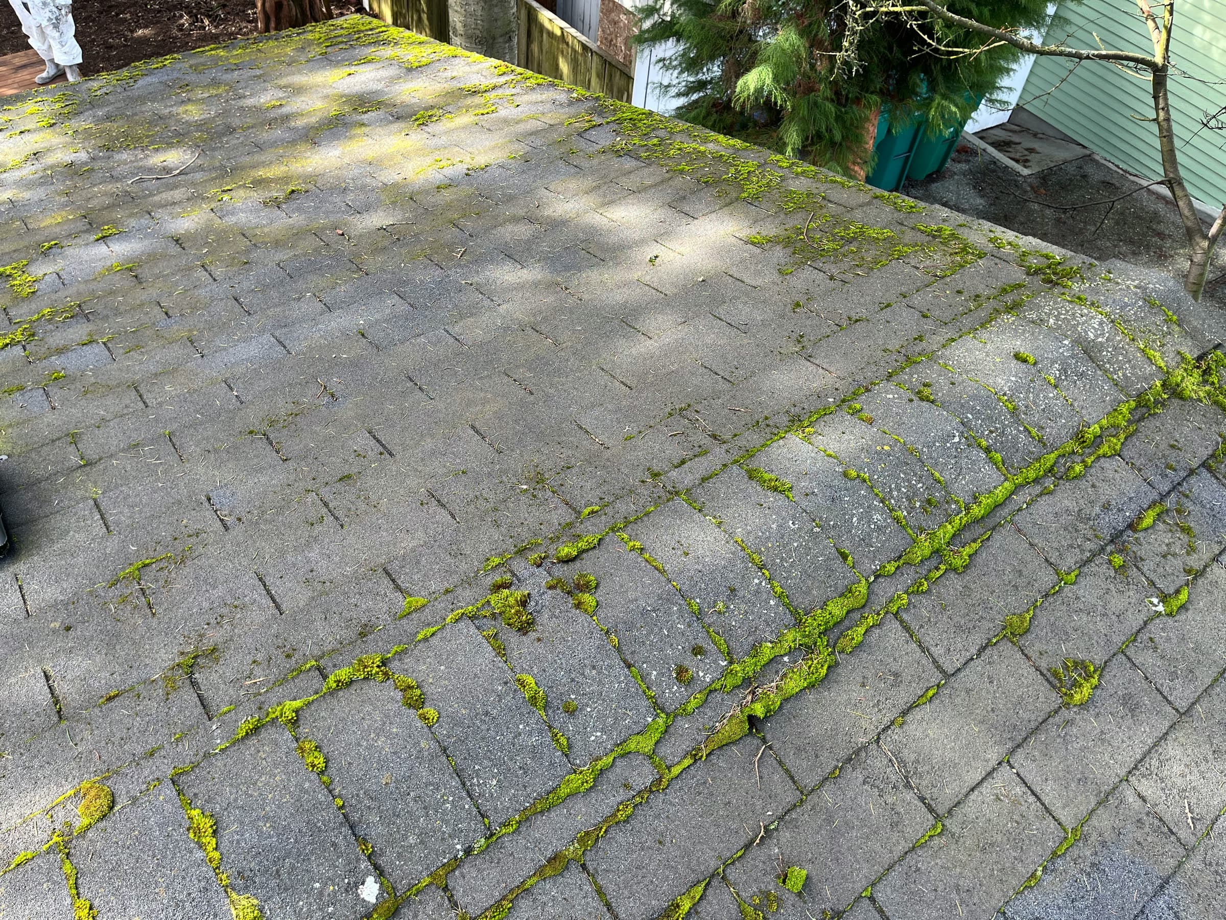 Close-up of grey shingles with bright green moss growing along every seam.