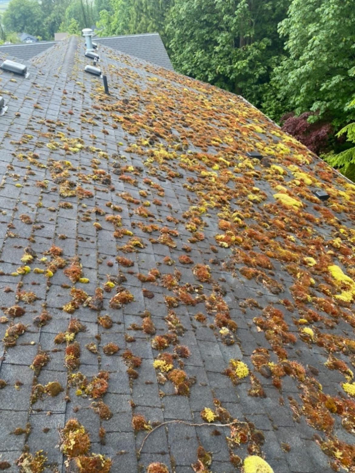 A roof ridge covered in clumps of orange-brown moss.
